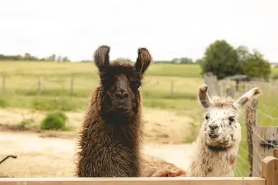 Plan de l'établissement Parcel Tiny House - Lama Emoi 5 min du Zoo de Beauval