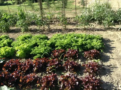 Jardin de l'établissement La Maison d'Ambre