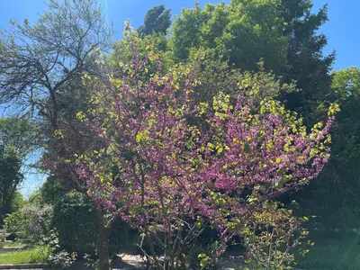 Jardin de l'établissement La Durellerie