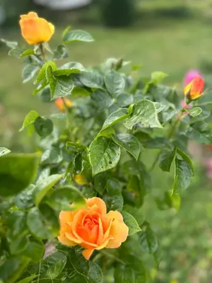 Jardin de l'établissement Le petit Gite de Vendome