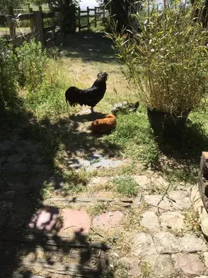 Animaux dans la maison de vacances ou à proximité