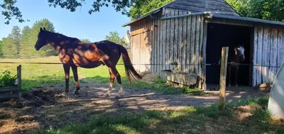 Animaux dans le B&B/chambre d'hôtes ou à proximité