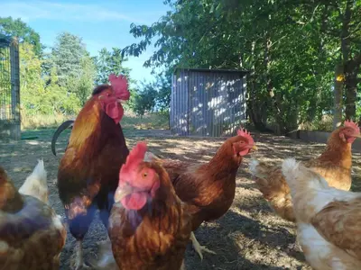 Animaux dans la maison de vacances ou à proximité