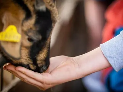 Animaux dans le camping ou à proximité