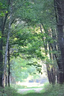 Paysage naturel près de le camping