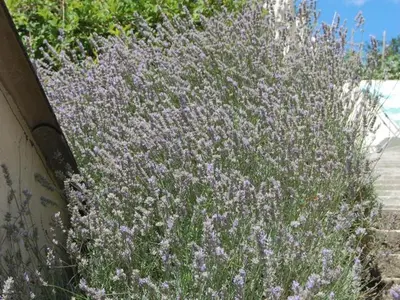 Jardin de l'établissement Authentique Maison de Vigneron XIXe au Coeur du Val de Loire, 4 Chambres, Parking, Jardin - FR-1-381-126