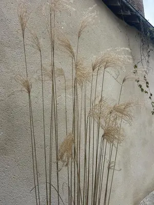 Plan de l'établissement Studio cosy proche d Amboise