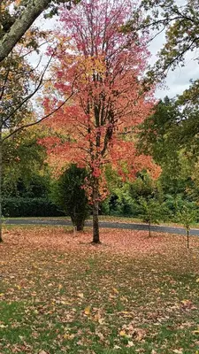 Jardin de l'établissement Les 2 Ginkgos à 5 minutes de Beauval