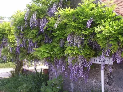 Jardin de l'établissement Chez laurette