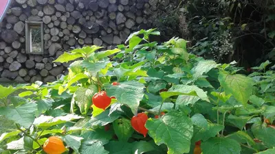 Jardin de l'établissement Chez laurette