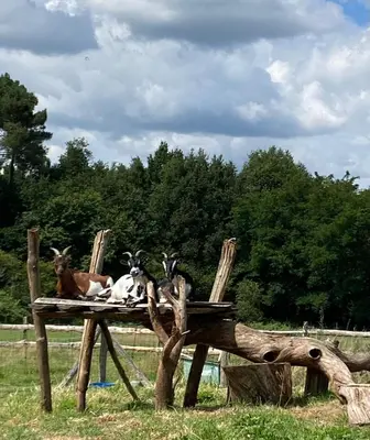 Animaux dans le lodge ou à proximité