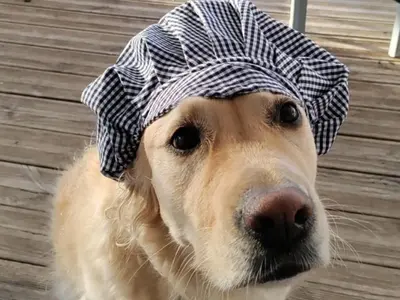Animal ou animaux domestique(s) séjournant avec des clients dans l'établissement Mobil home spacieux avec terrasse à Luynes pour 7 personnes - API-1-52-1149