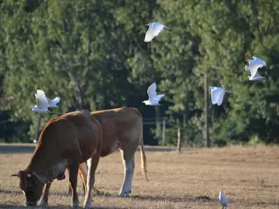 Animaux dans la maison de vacances ou à proximité
