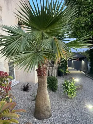 Jardin de l'établissement Suite 