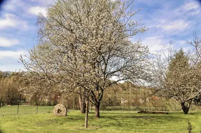 Jardin de l'établissement Gîte de charme Le Clos de la Pionnière classé 5 étoiles