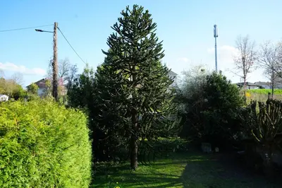 Jardin de l'établissement Ninomiya