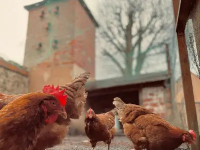 Animaux dans la maison de vacances ou à proximité