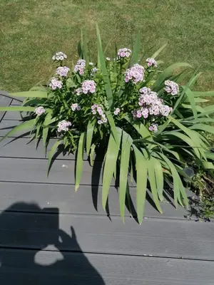 Jardin de l'établissement Studio Paisible