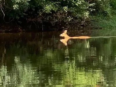 Vue sur la rivière ou le fleuve situé(e) à proximité de le camping