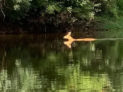 Vue sur la rivière ou le fleuve situé(e) à proximité de le camping