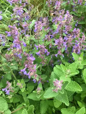 Jardin de l'établissement La Huberdière