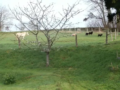 Animaux dans le B&B/chambre d'hôtes ou à proximité