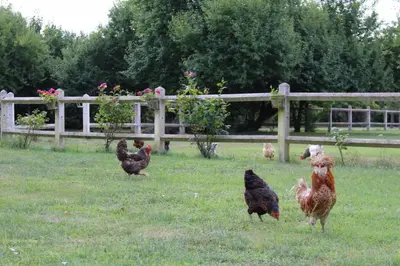 Animaux dans l'appartement ou à proximité