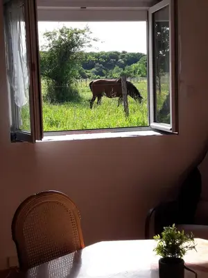 Animaux dans la maison de vacances ou à proximité