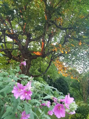 Jardin de l'établissement La Bercéenne