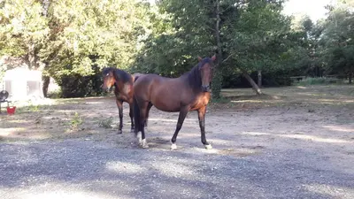 Animaux dans le B&B/chambre d'hôtes ou à proximité
