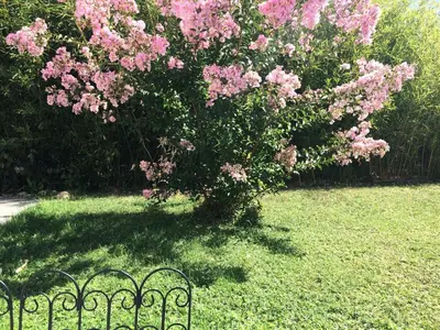 Jardin de l'établissement CoTTAGE LA VILLA BOLERO