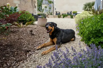 Animal ou animaux domestique(s) séjournant avec des clients dans l'établissement Manoir, vignes et chevaux au cœur des châteaux