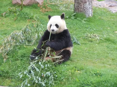 Animaux dans l'hôtel ou à proximité