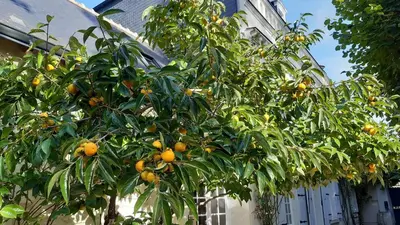 Jardin de l'établissement La Héraudière Bed & Breakfast