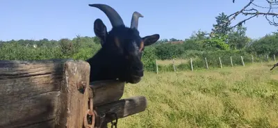 Animaux dans le chalet ou à proximité
