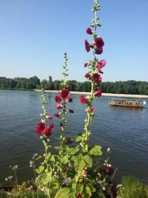 Vue sur la rivière ou le fleuve situé(e) à proximité de le B&B/chambre d'hôtes