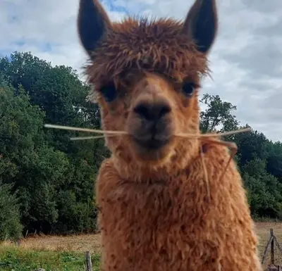 Animaux dans le B&B/chambre d'hôtes ou à proximité