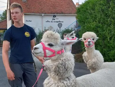 Animal ou animaux domestique(s) séjournant avec des clients dans l'établissement Guest House 