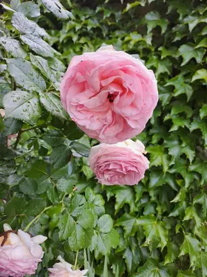 Jardin de l'établissement Le clos des Acanthes