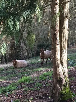 Animaux dans le B&B/chambre d'hôtes ou à proximité