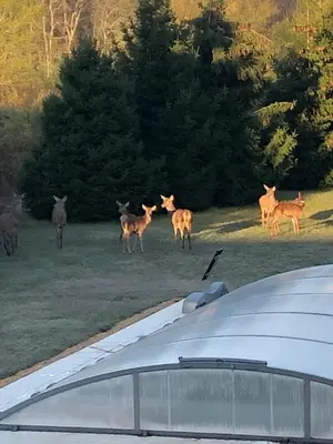 Animaux dans le B&B/chambre d'hôtes ou à proximité