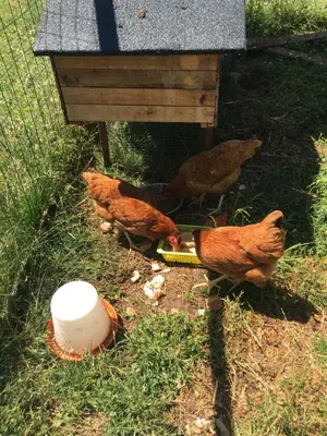 Animaux dans le B&B/chambre d'hôtes ou à proximité