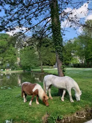 Animaux dans la maison de vacances ou à proximité
