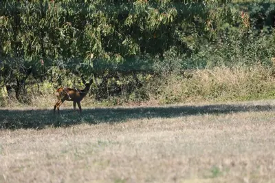 Animaux dans la maison de vacances ou à proximité