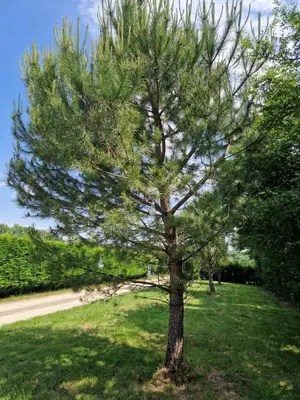 Jardin de l'établissement Maison/gîte-6 km de Tours