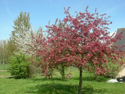 Jardin de l'établissement Chambre d'hôtes