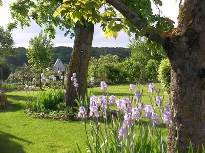 Jardin de l'établissement Chambres d'Hôtes La Vallée des Vignes