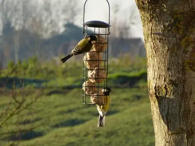 Animaux dans la maison d'hôtes ou à proximité