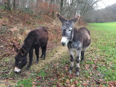 Animaux dans le B&B/chambre d'hôtes ou à proximité