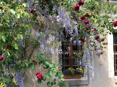 Jardin de l'établissement Coté Jardin